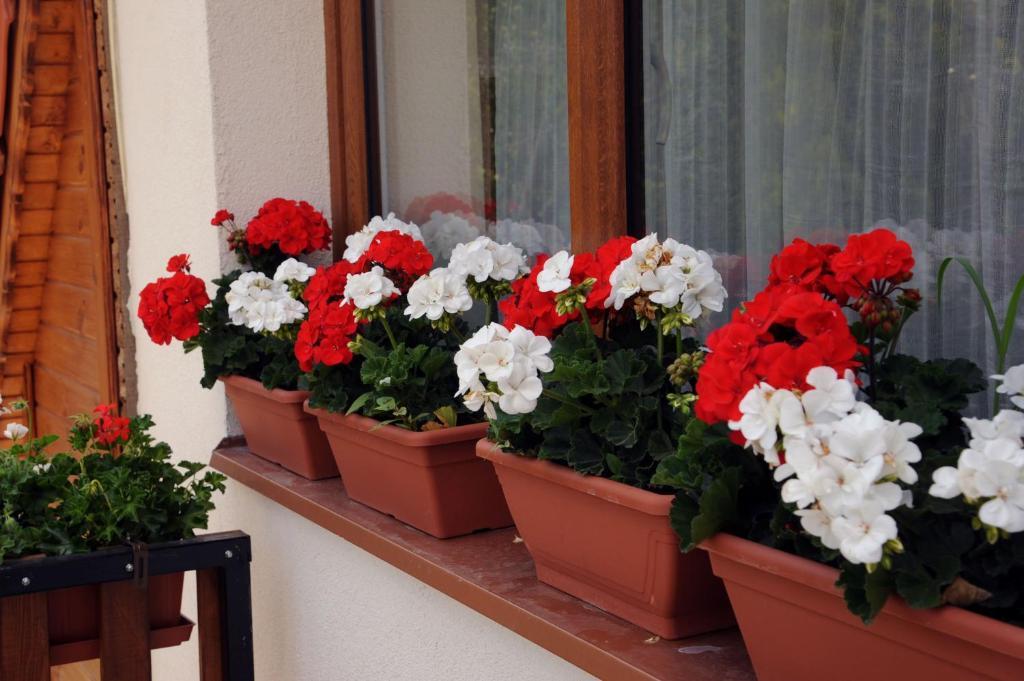 Arany Szolo Wellness Apartmanhaz Hévíz Rum bild